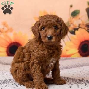 Conner, Miniature Poodle Puppy